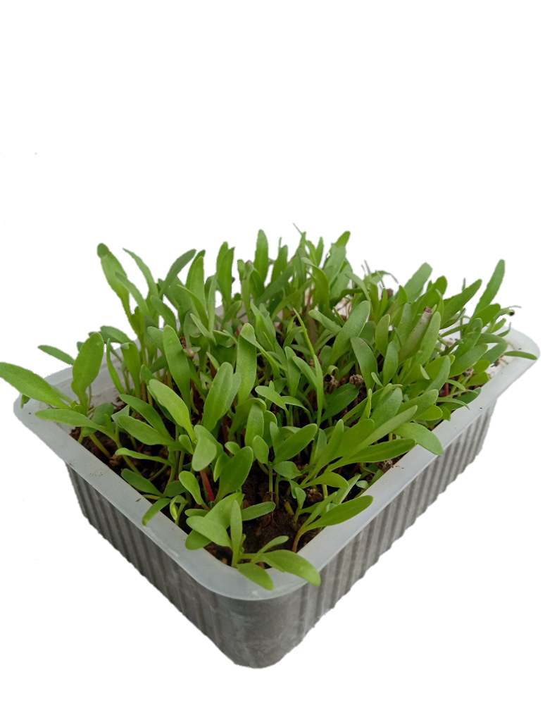 Green Spinach-Palak Microgreen - Seeds