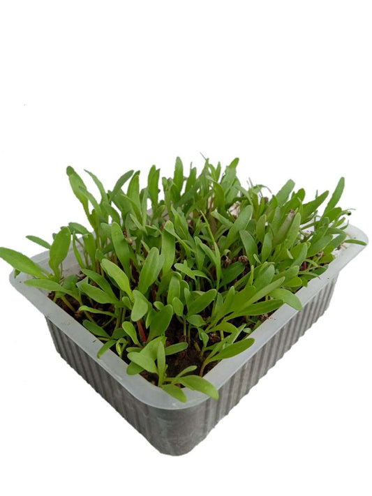 Green Spinach-Palak Microgreen - Seeds