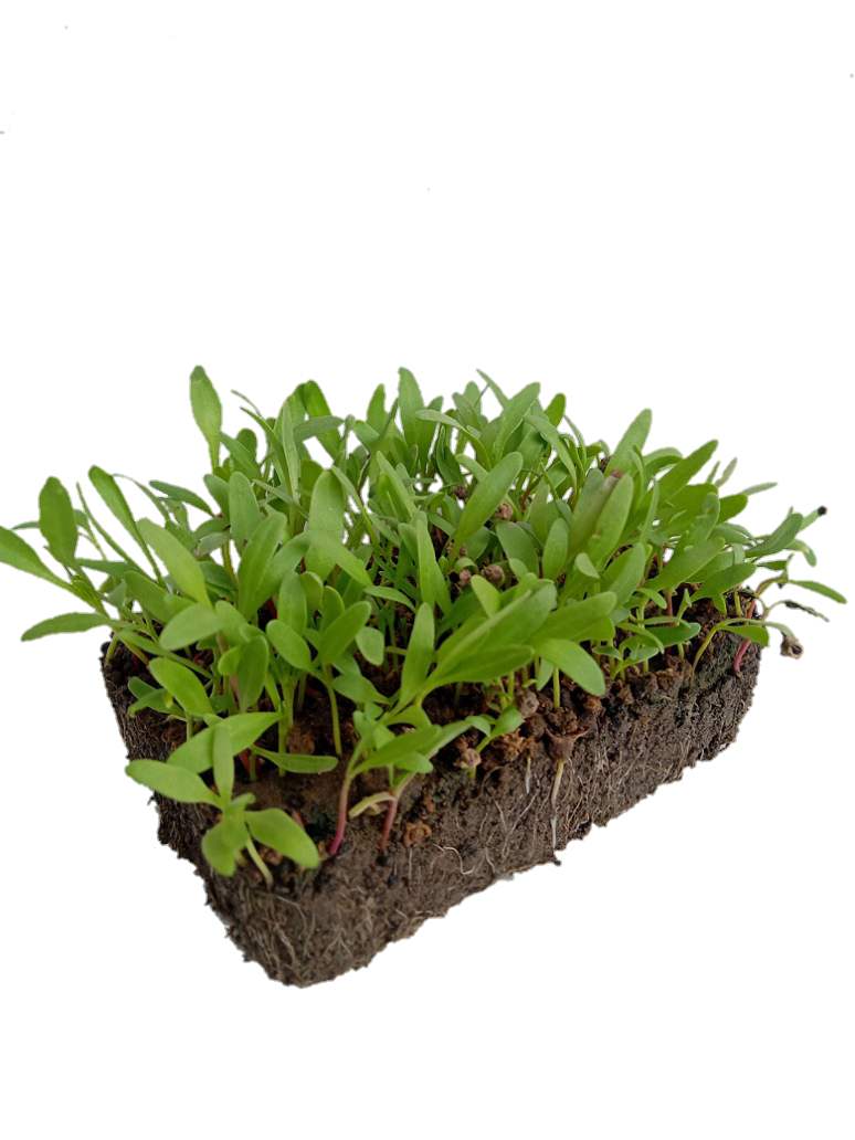 Green Spinach-Palak Microgreen - Seeds