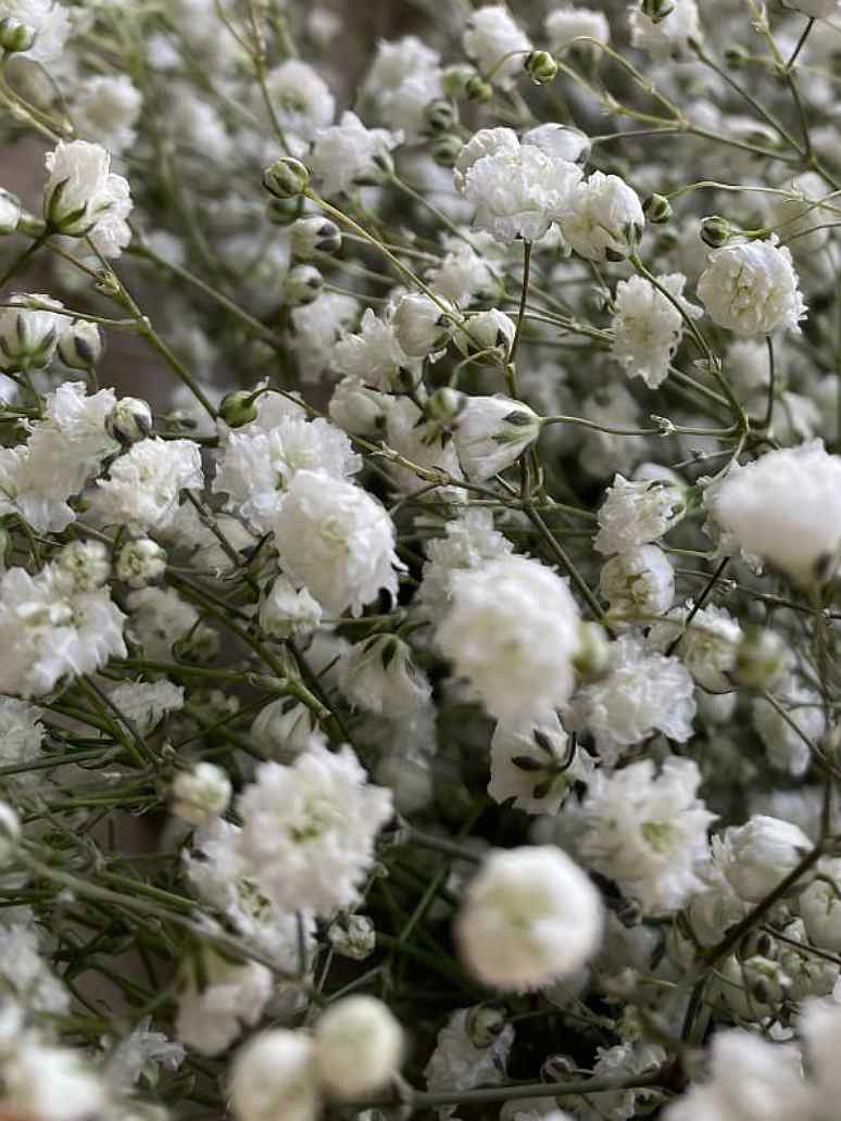 Gypsophila White-Seed