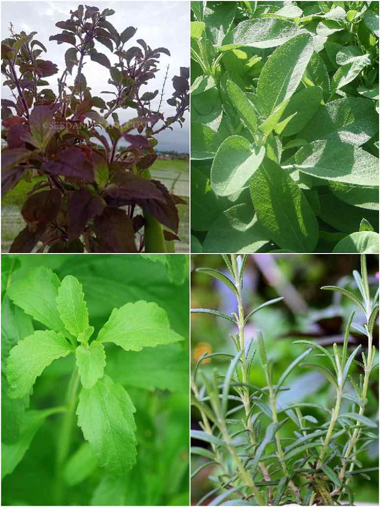 Herbs Seeds _Combo Pack 1_ (4 Herbs)