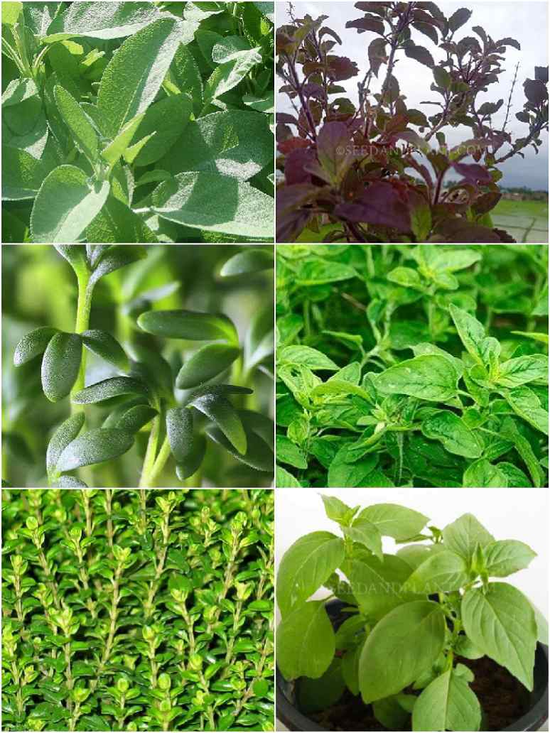 Herbs Seeds _Combo Pack 3_ (6 Herbs)