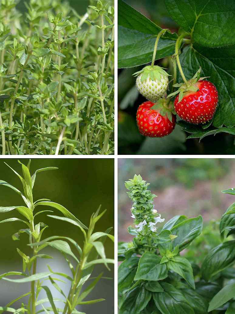Herbs Seeds _Combo Pack 4_ (4 Herbs)