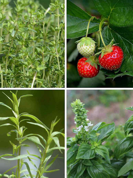 Herbs Seeds _Combo Pack 4_ (4 Herbs)
