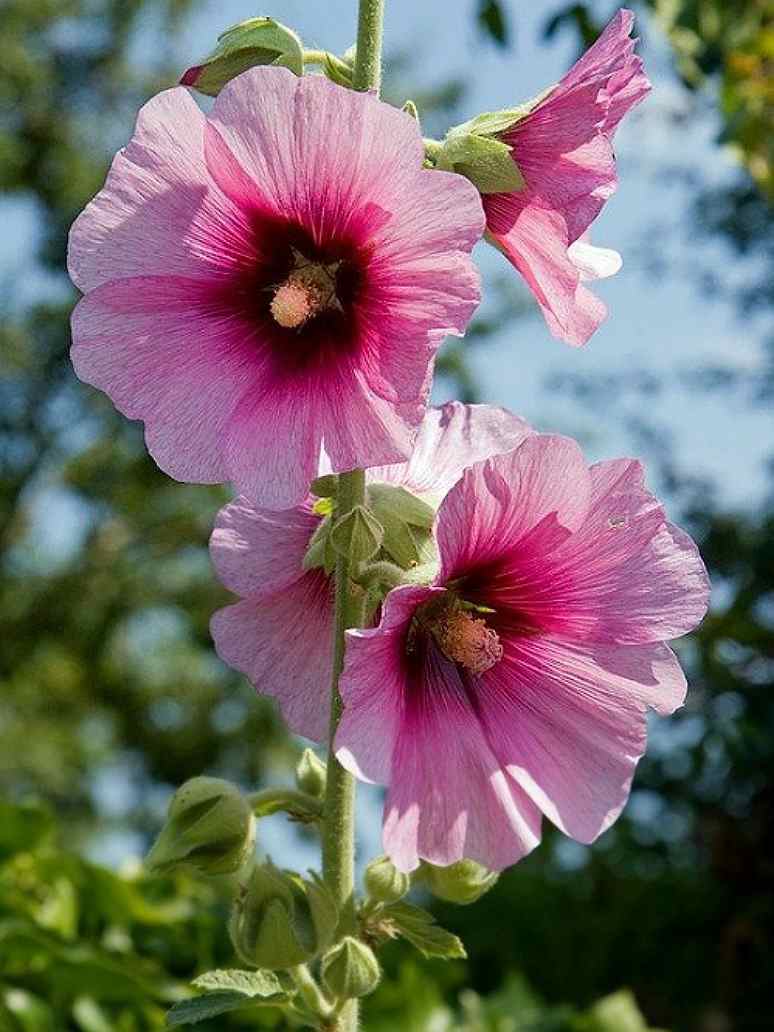 Hollyhock Summer Carnival Mix Seed Seed And Plant