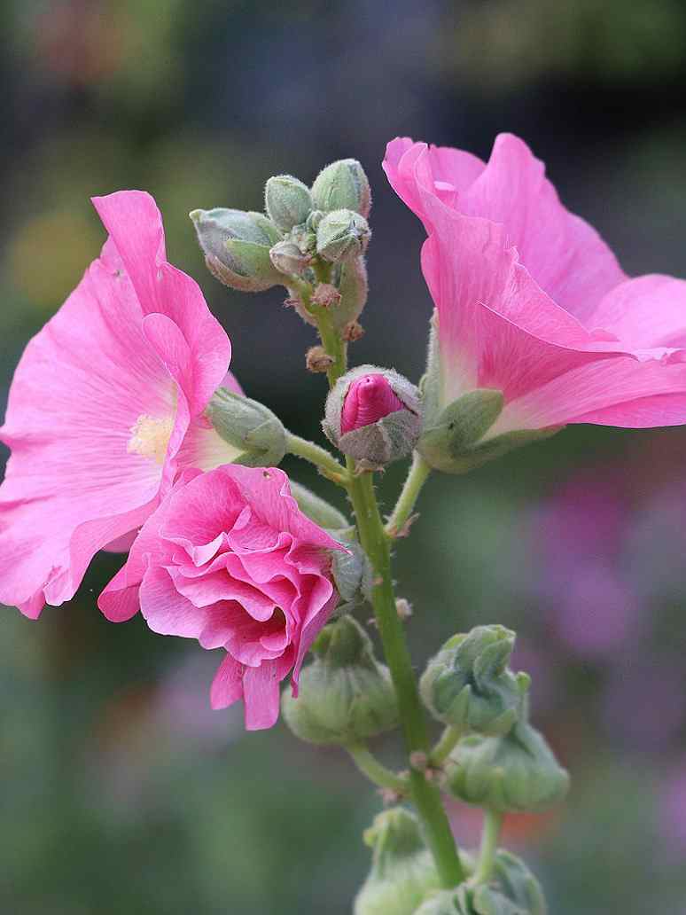 Hollyhock Summer Carnival 
Mix