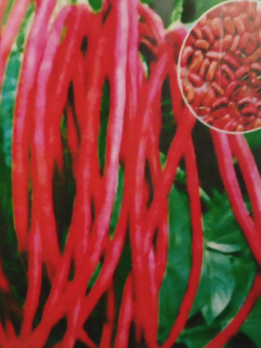 Cowpea Or Lobia Red -Open Pollination Seeds