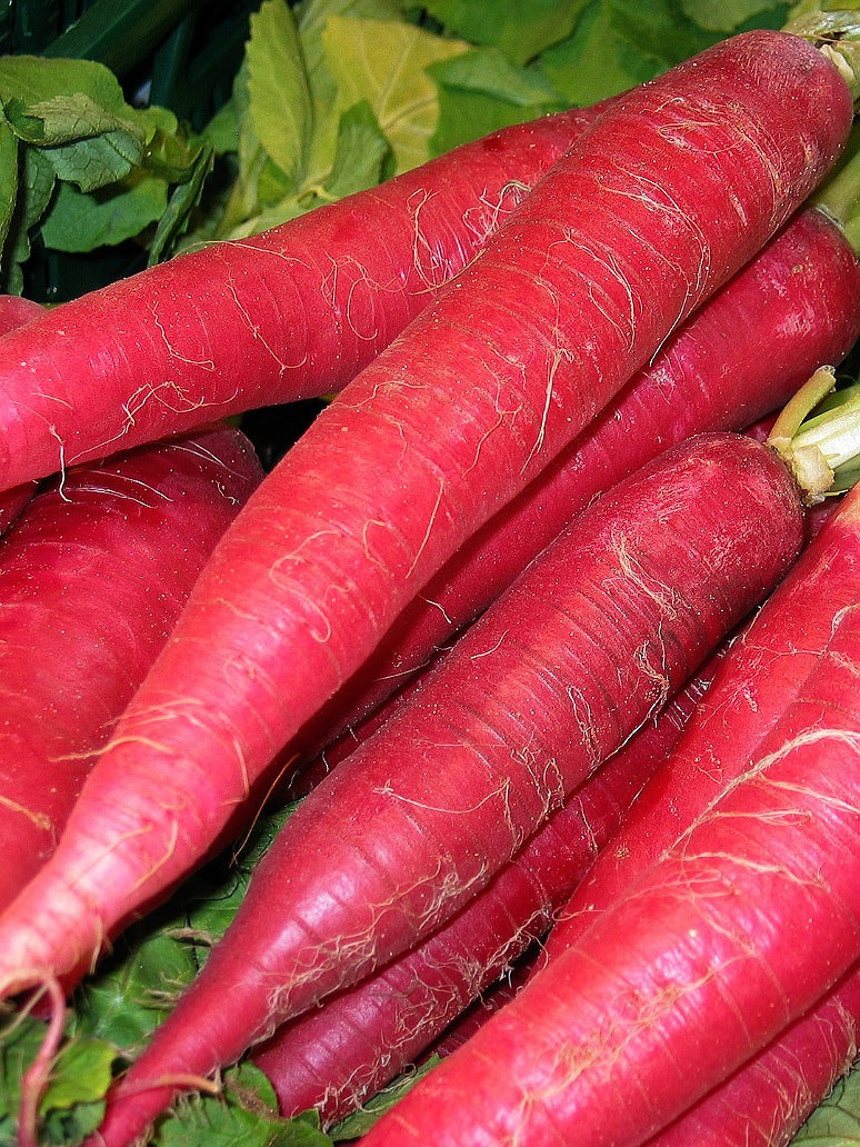 Radish Pink - Open Pollination Seeds