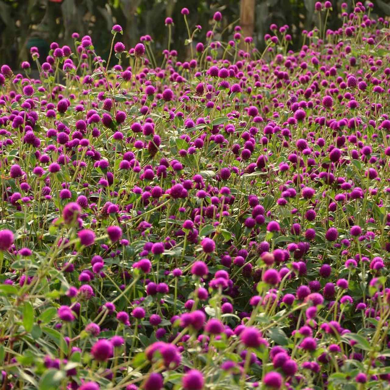 Gomphrena Strawberry Fields Seeds.