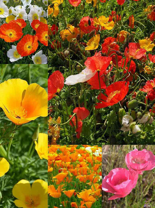 Iceland Poppy Mix (Papaver Nudicaule)-Seed
