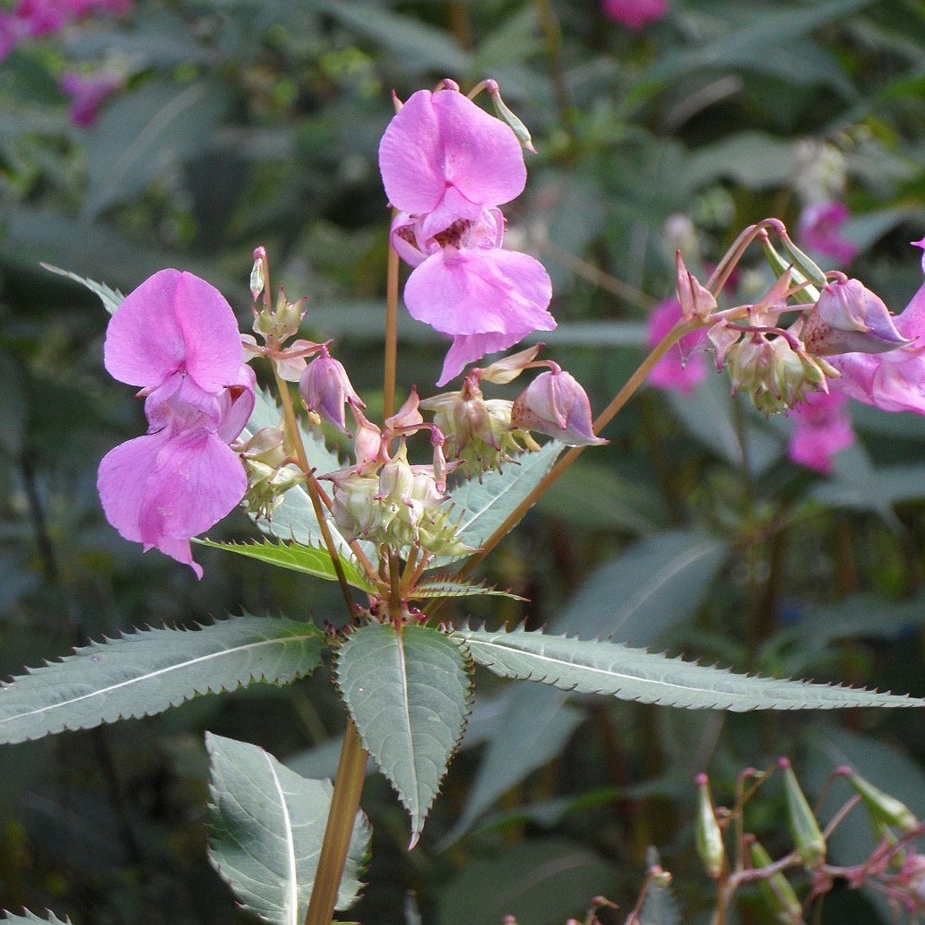 Impatiens Tom Thumb Mix( Balsam) Seeds