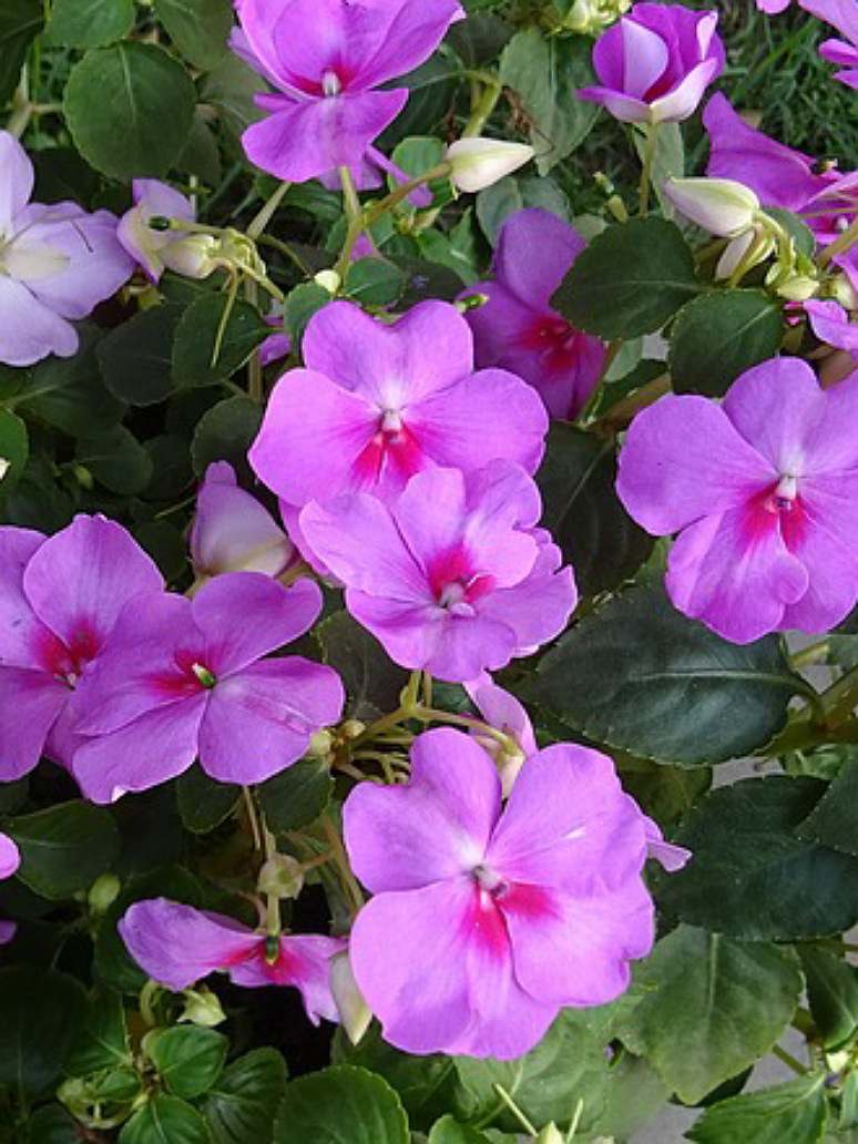 Impatiens Baby Mix - Open Pollination Seeds