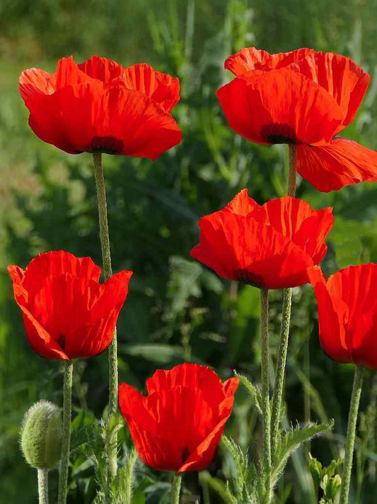 Indian Shirley Poppy Mix (
Papaver Roheas)-Seed