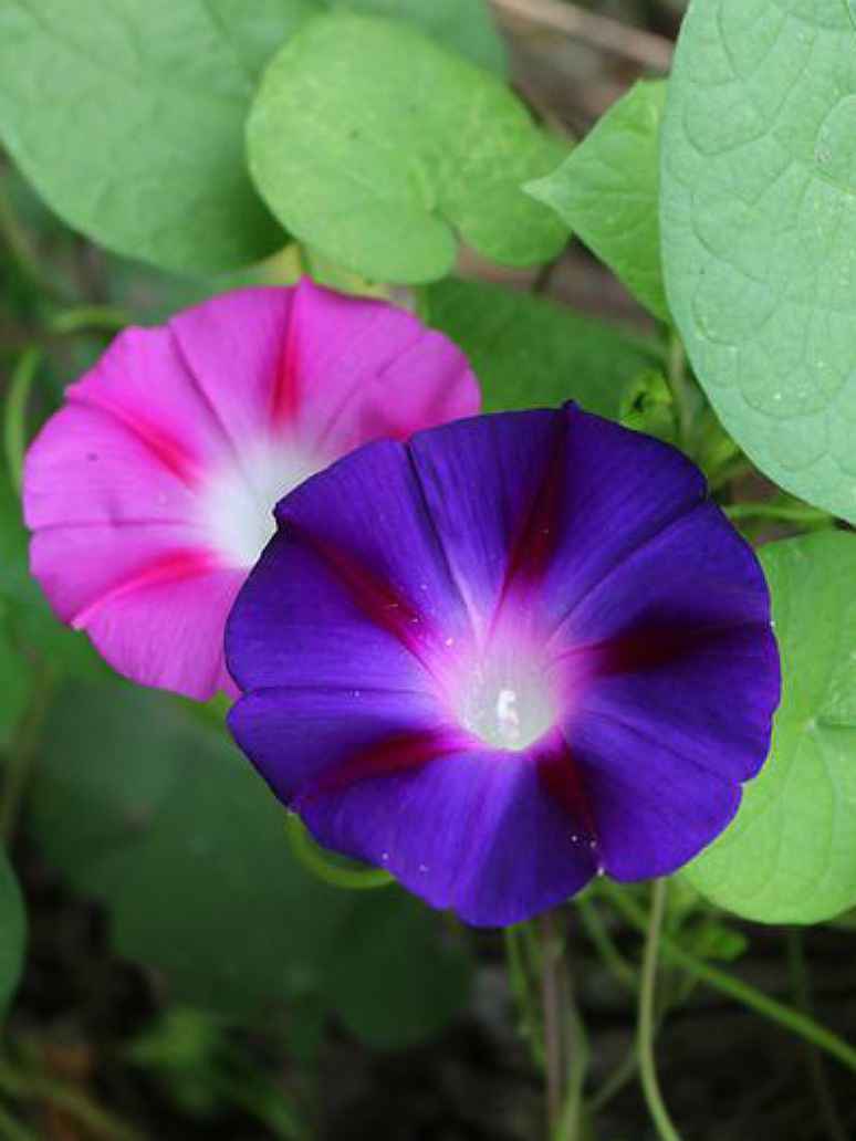 Ipomoea Morning Glory Mix-Seeds