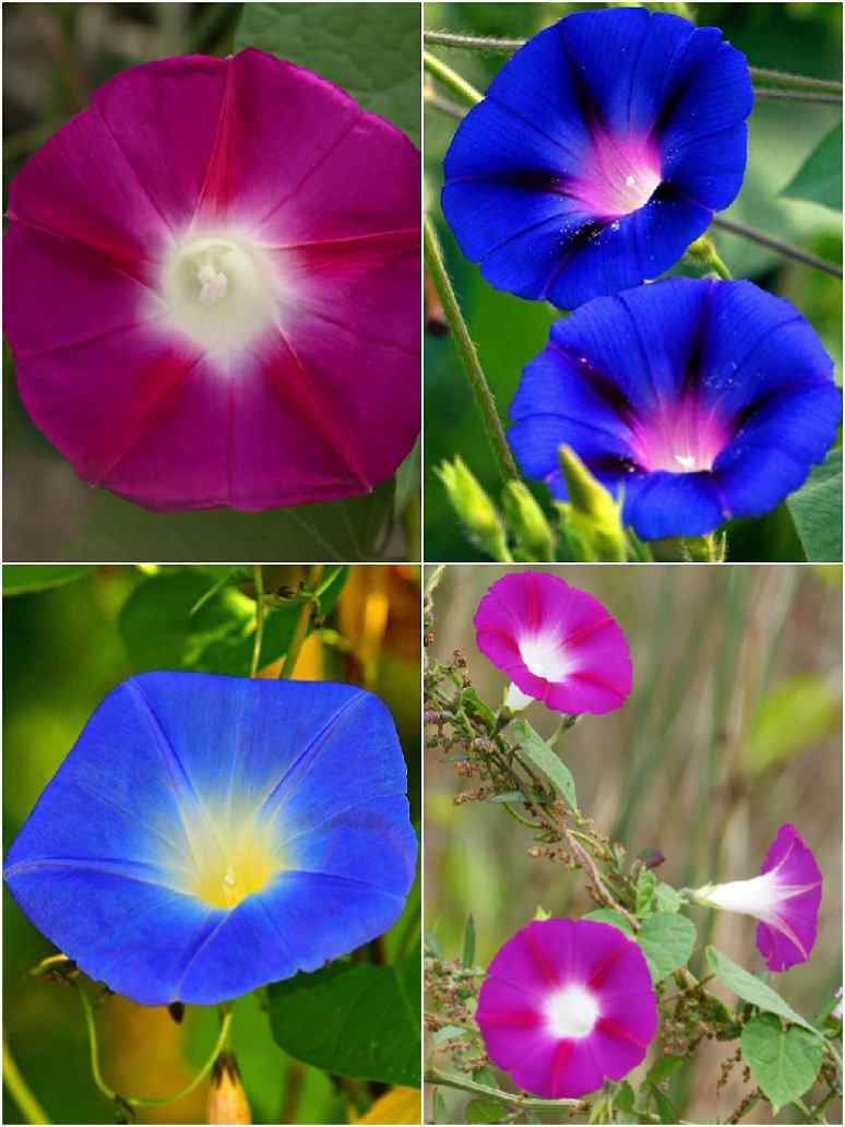 Ipomoea Purpurea Mix-Seeds