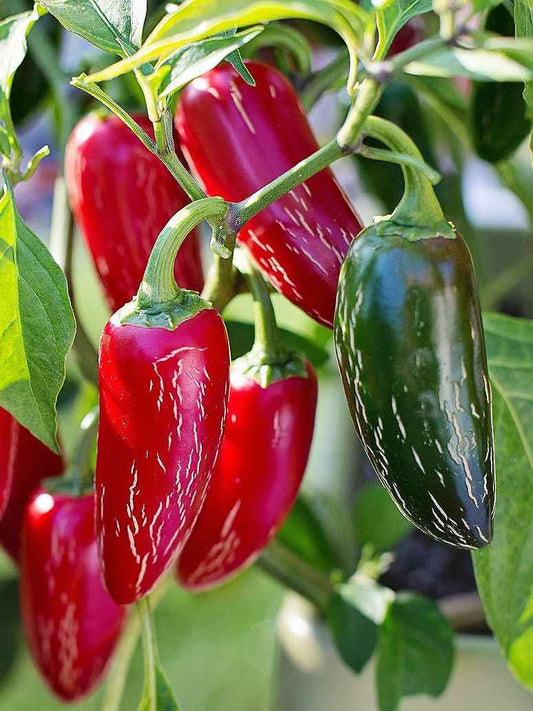 Jalpeno Chilli Seeds-(Open Pollinated)