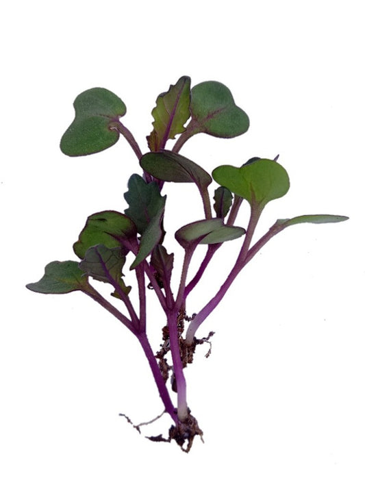 Kale Microgreen Open Pollination Seeds