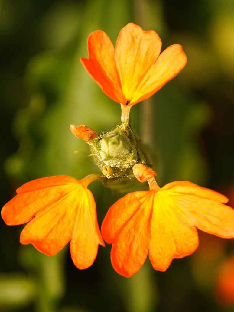 Kanakambara Flower Seed-Hybrid