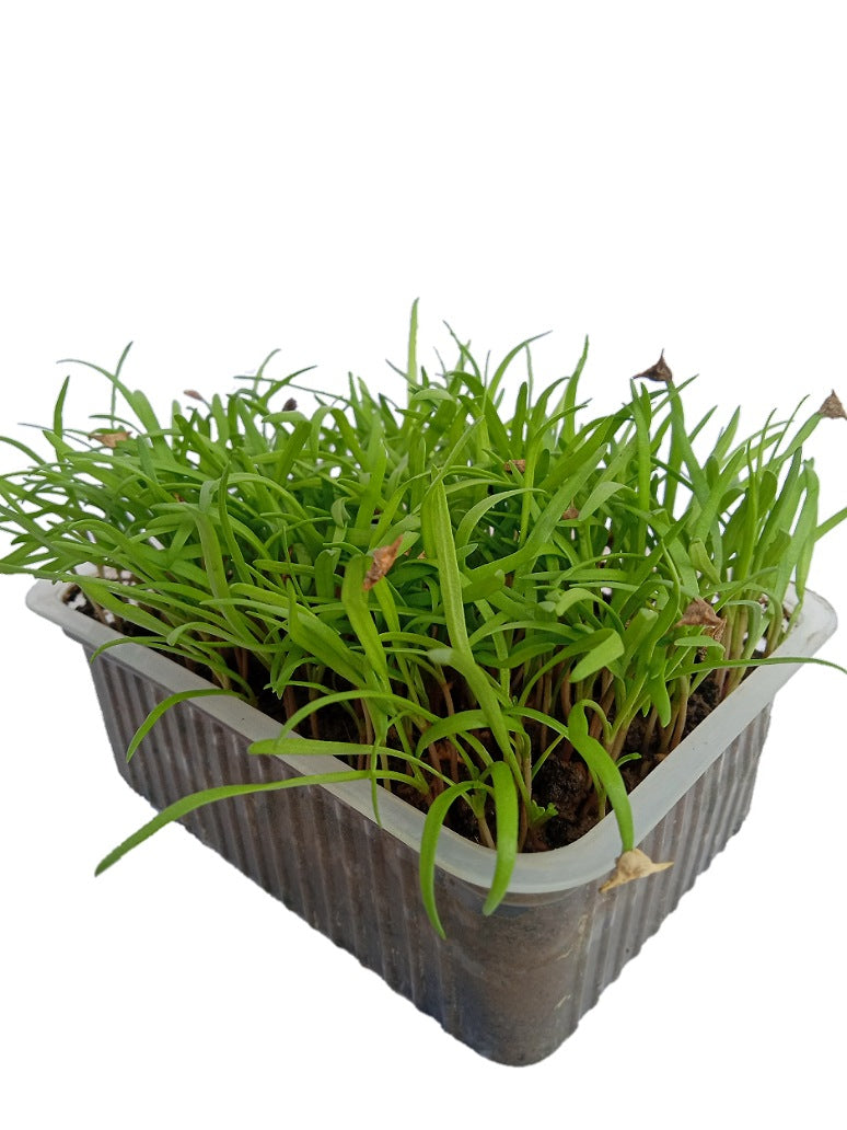 Kateri  Palak Open Pollination Microgreen Seeds