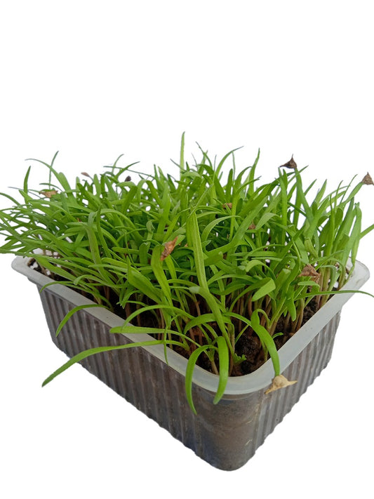 Kateri  Palak Open Pollination Microgreen Seeds