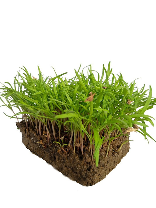 Kateri  Palak Open Pollination Microgreen Seeds