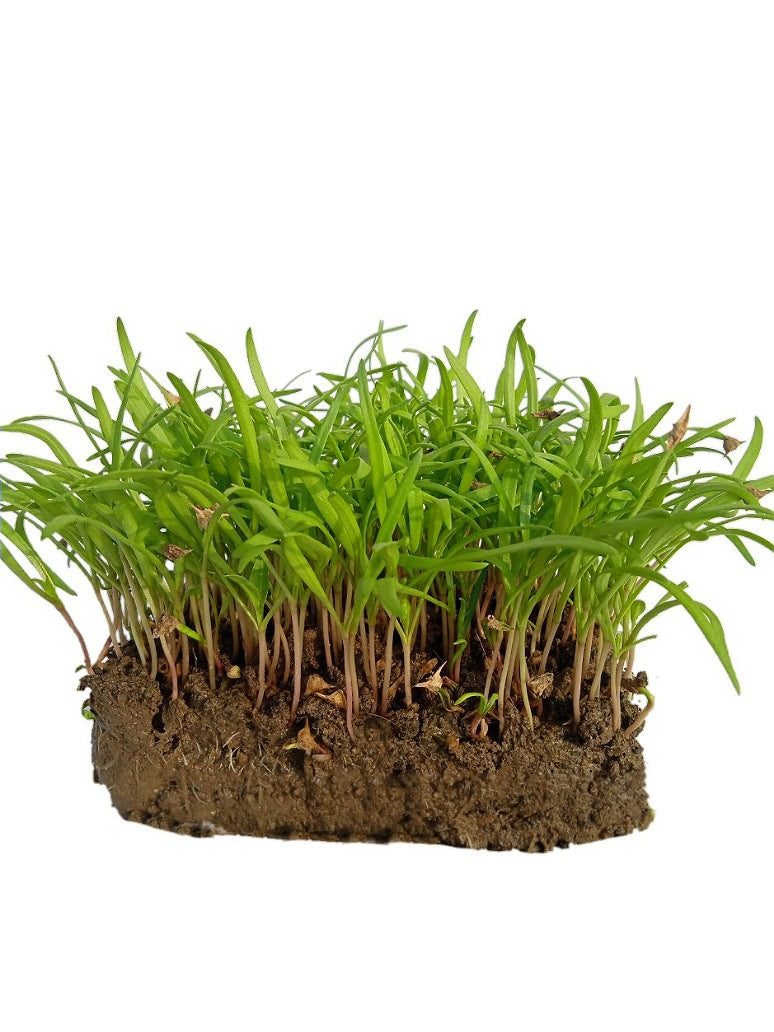 Kateri  Palak Open Pollination Microgreen Seeds