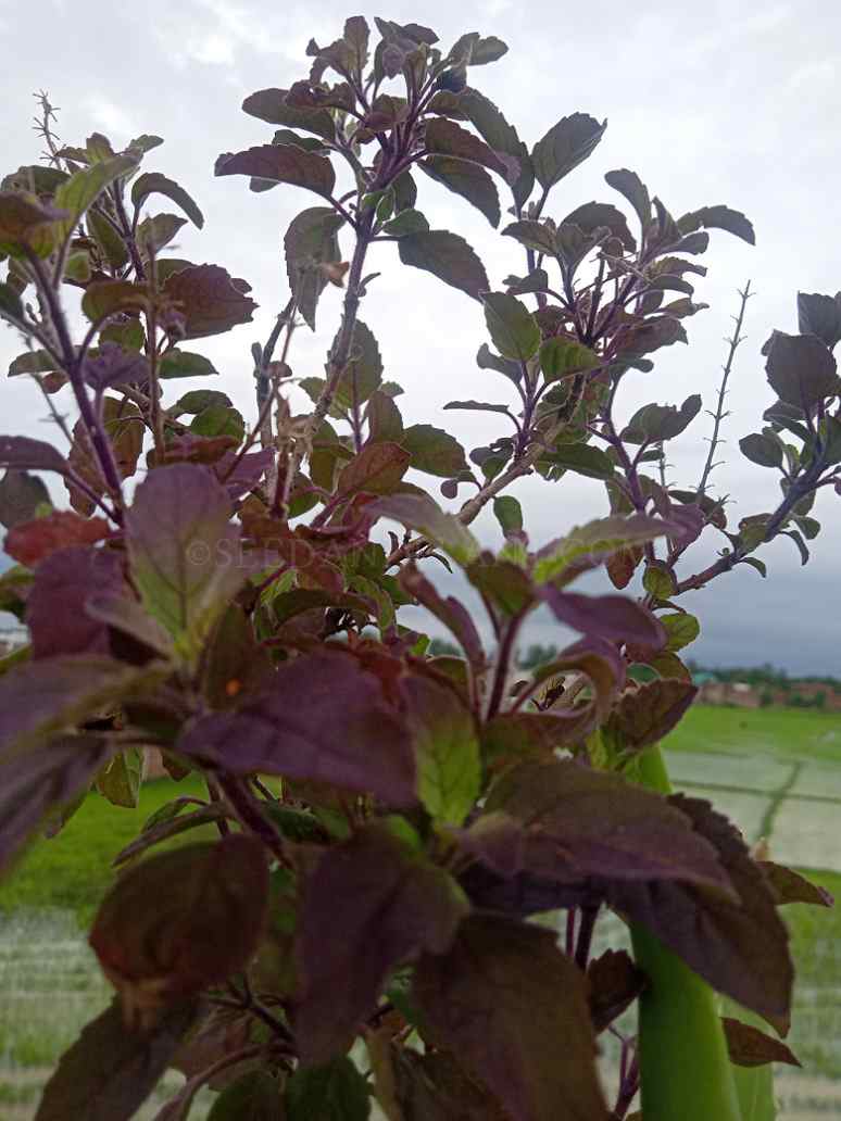 planting tulsi seeds Krishna or Shyam Tulsi Seeds – seed and plant