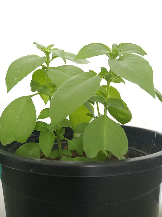 Lemon Basil Seeds Open Pollination