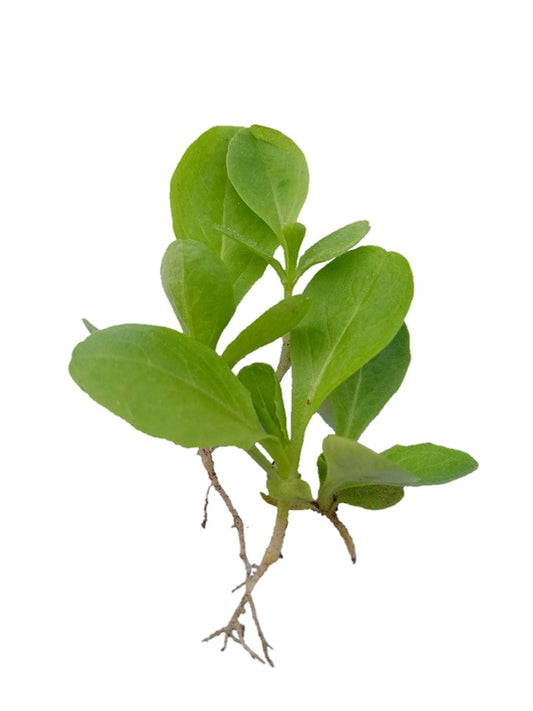 Lettuce Iceberg Microgreen Seeds