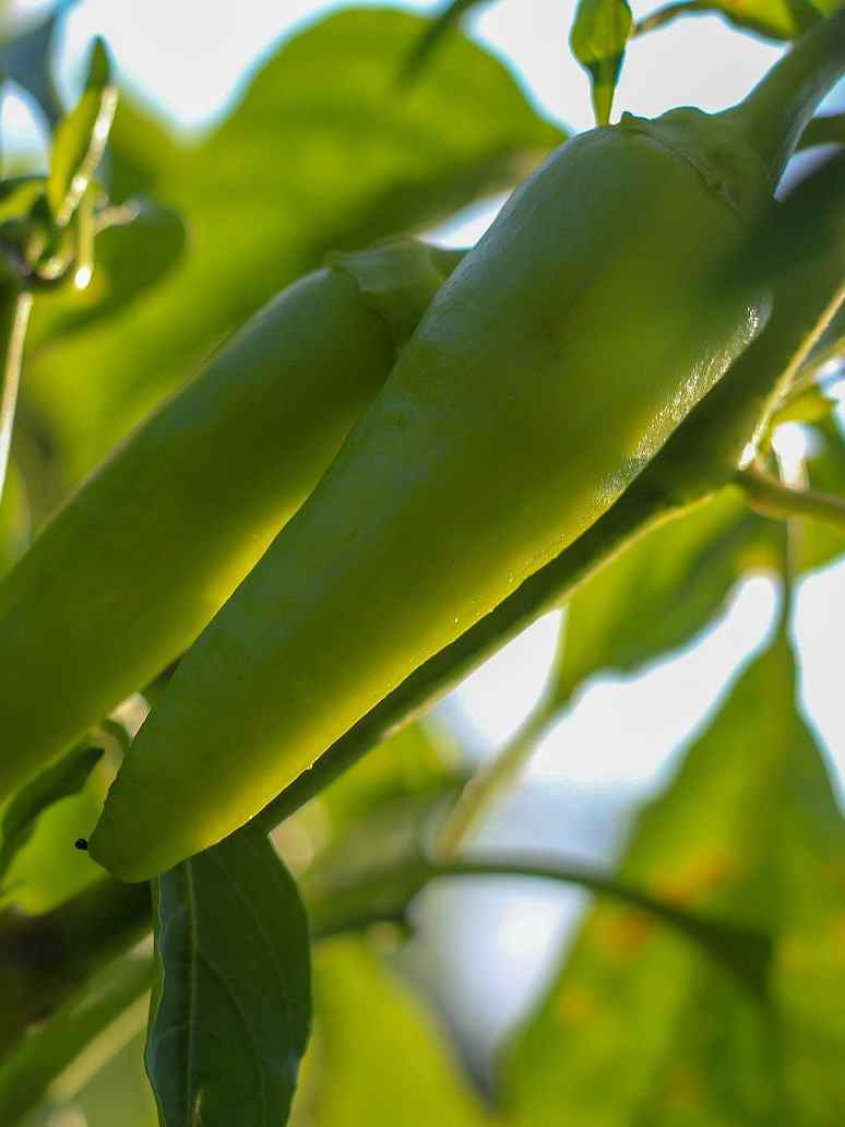 Light Green Thick Hot Chilli Seeds-Hybrid