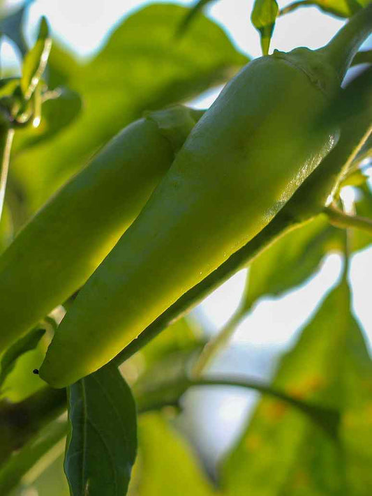 Light Green Thick Hot Chilli Seeds-Hybrid