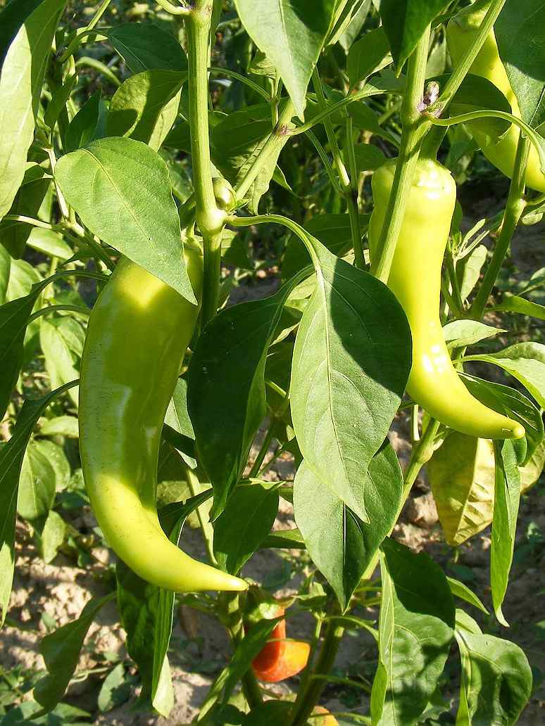 Light Green Thick Hot Chilli Seeds-Hybrid