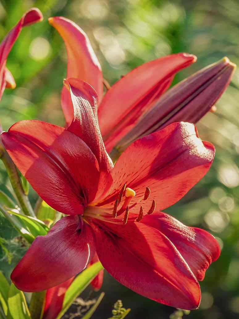Asiatic Lily  Red Flower- 3 Bulb