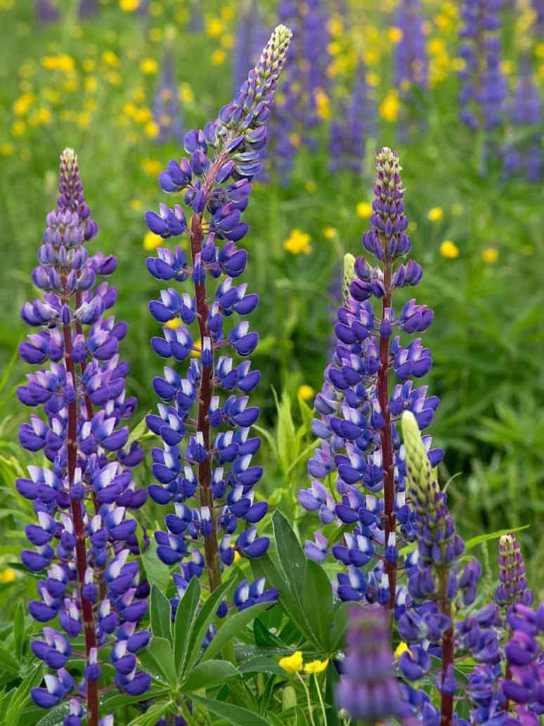 Lupin Hartwegii Giant 
Flowered Tall Mix