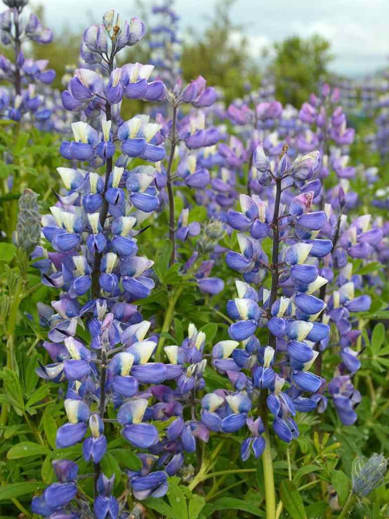 Lupin Hartwegii Giant 
Flowered Tall Mix