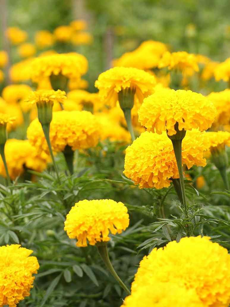 Marigold Double Dwarf
Yellow