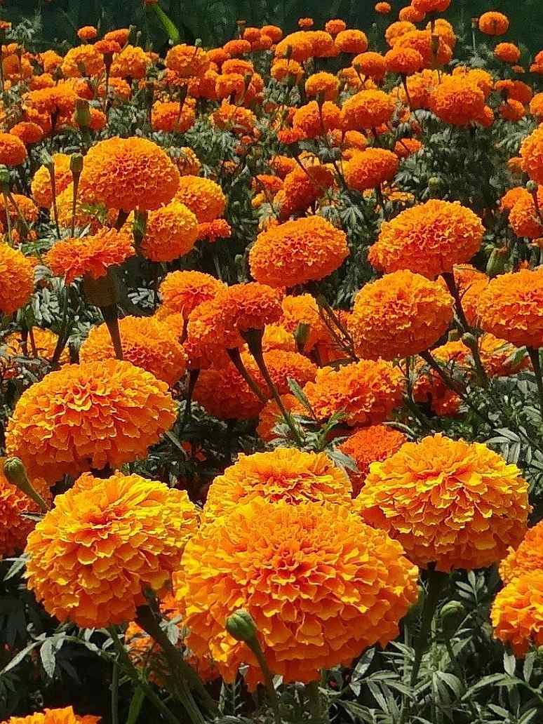 Marigold Double Dwarf
Orange-Seed