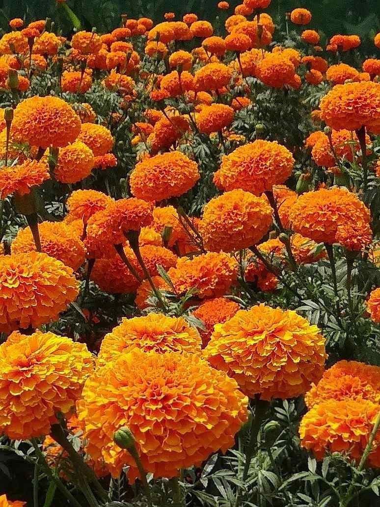 Marigold Mix-Seeds