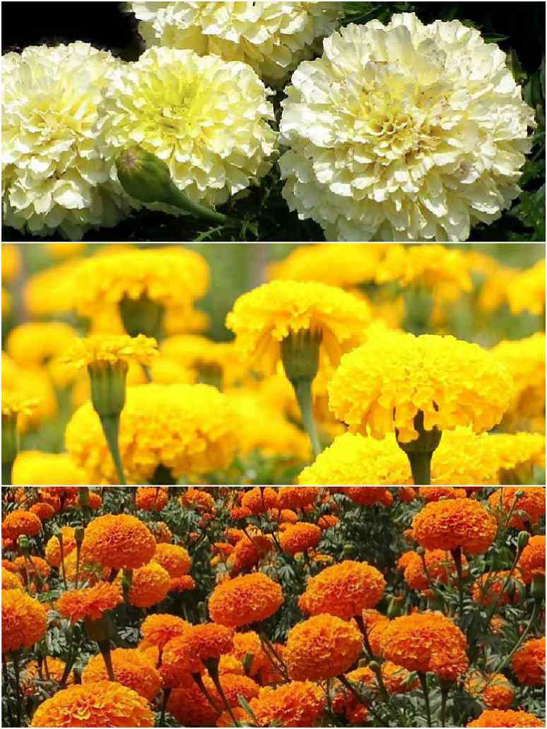 mix marigold flower seeds Marigold Dwarf Mixed-Hybrid Seeds – seed and plant
