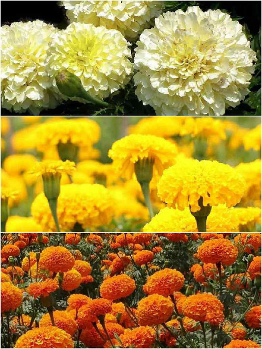 Marigold Mix-Seeds