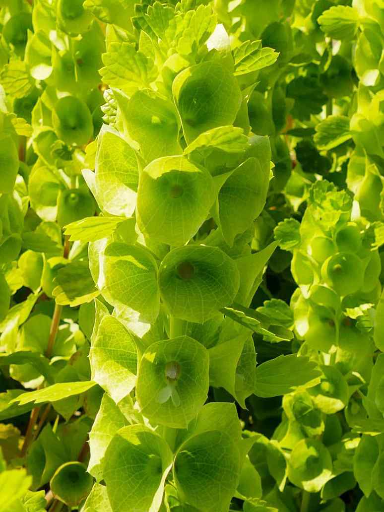 Molucella Bells of Ireland-Seed