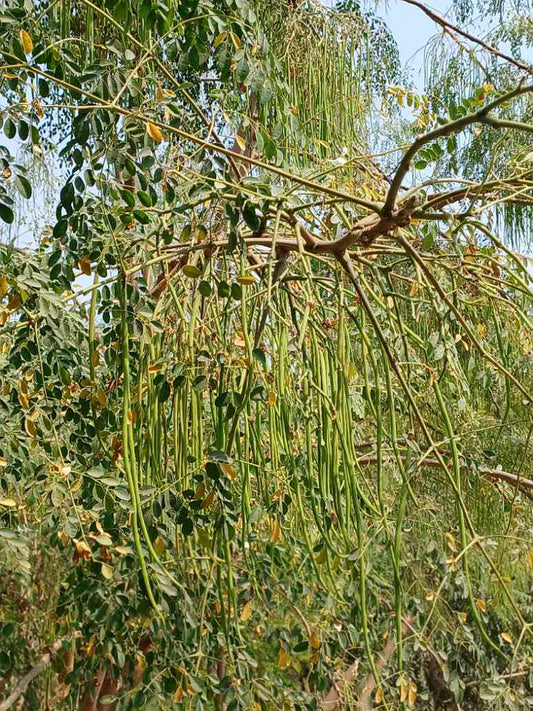 Moringa Seeds