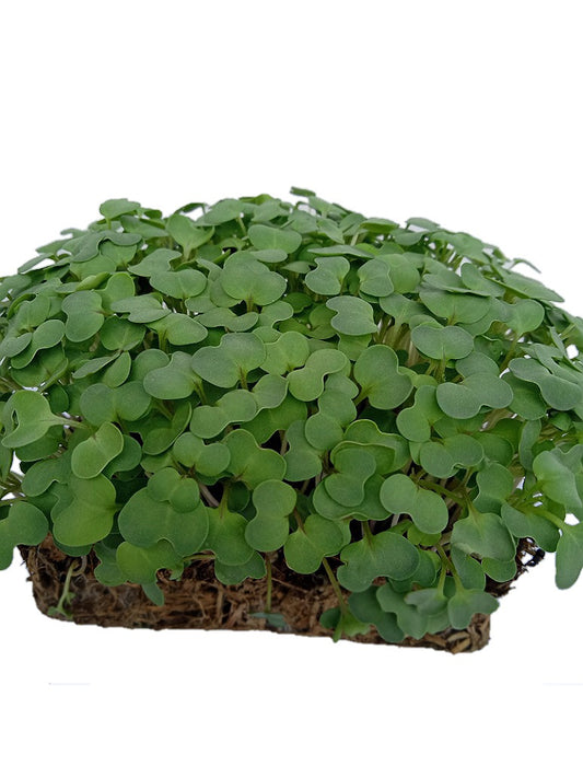 Mustard Green-Microgreen Seeds - OP