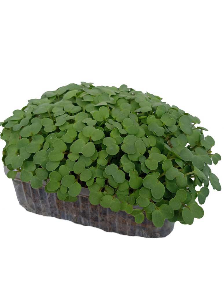 Mustard Green-Microgreen Seeds - OP