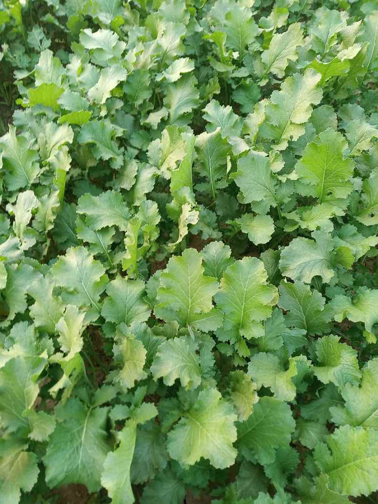 Mustard Greens_ Sarso Saag Seeds (Open Pollinated)