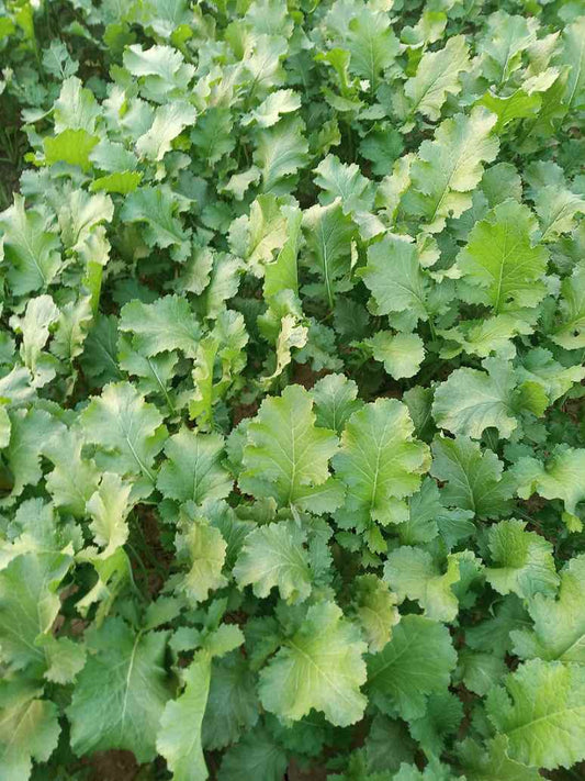Mustard Greens_ Sarso Saag Seeds (Open Pollinated)