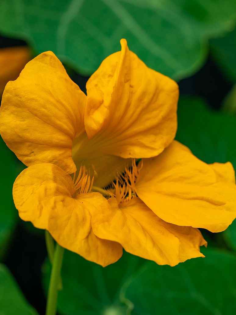 Nasturtium Flower Seeds