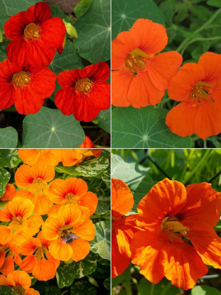 Nasturtium Jewel  Mix-Seeds