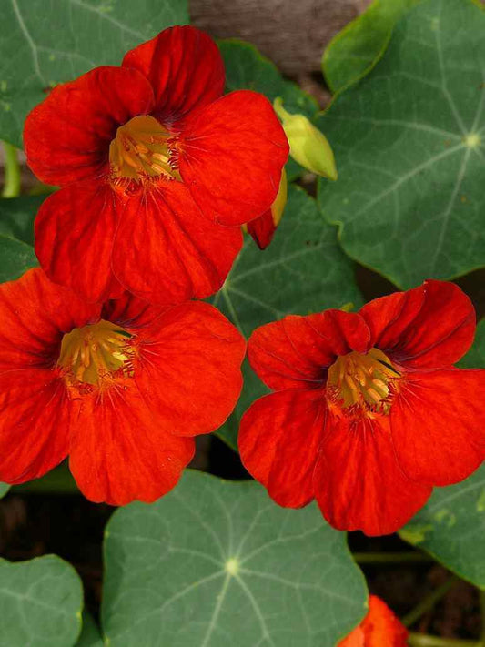 Nasturtium Jewel Seeds