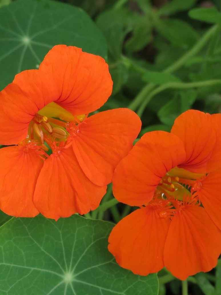 Nasturtium  Seeds